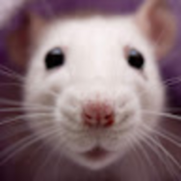 Meet your Posher, Anna - Picture 1 of 1